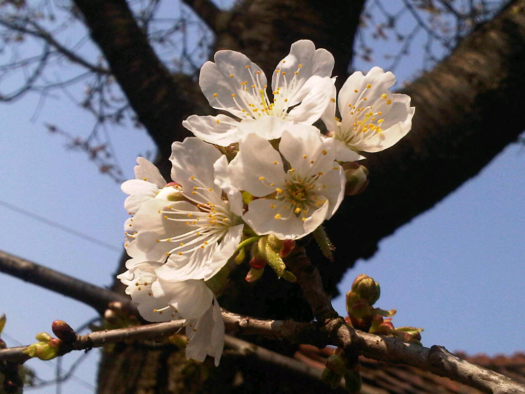 20130421 Kirschenblute